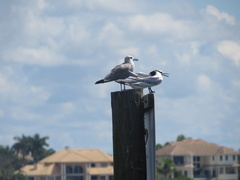 Leucophaeus atricilla