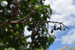 Baccharis