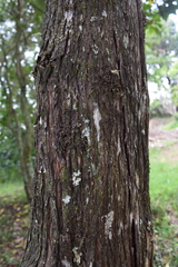 Baccharis