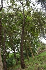 Baccharis