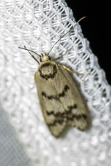 Compsotropha selenias