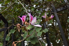 Bauhinia variegata