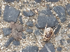 Chaerodes trachyscelides