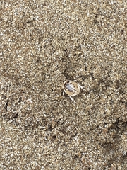 Chaerodes trachyscelides