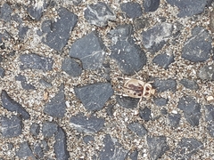 Chaerodes trachyscelides