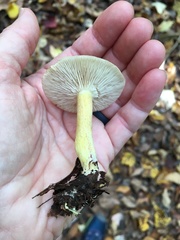 Tricholoma odorum