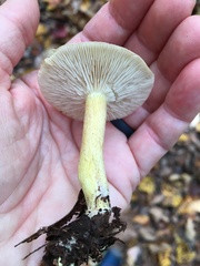 Tricholoma odorum