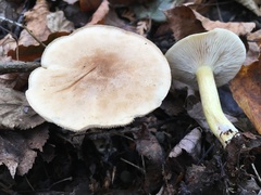 Tricholoma odorum