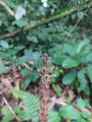 Erythrodes latifolia