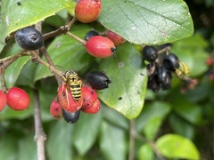 Viburnum × burkwoodii
