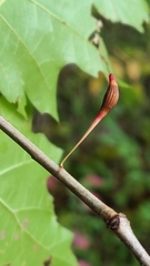 Callirhytis gallaestriatae