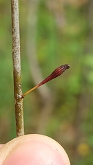 Callirhytis gallaestriatae