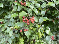 Viburnum × burkwoodii