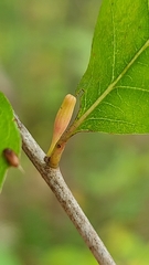 Callirhytis gallaestriatae