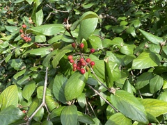Viburnum × burkwoodii