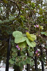 Bauhinia variegata