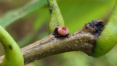 Andricus mamillaformis