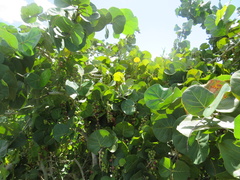 Coccoloba uvifera