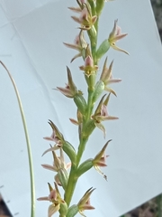 Prasophyllum fitzgeraldii