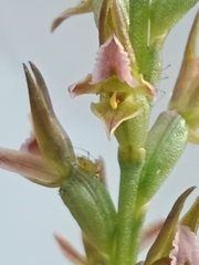 Prasophyllum fitzgeraldii