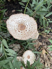 Leucoagaricus americanus