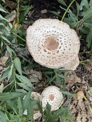 Leucoagaricus americanus