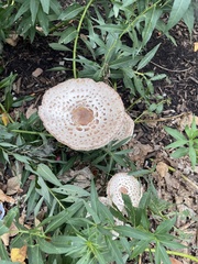 Leucoagaricus americanus
