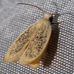 Durrantia piperatella