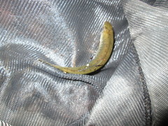Fundulus waccamensis
