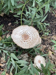 Leucoagaricus americanus