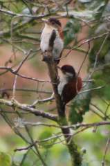 Dryobates callonotus