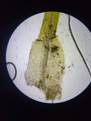 Najas flexilis