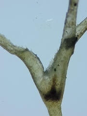 Najas flexilis