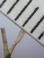 Najas flexilis