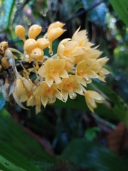 Calanthe speciosa