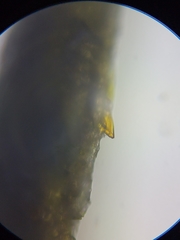 Najas flexilis