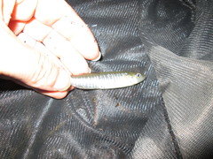 Fundulus waccamensis