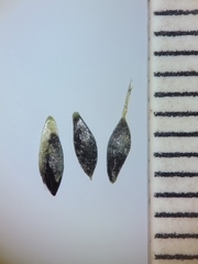 Najas flexilis