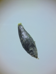 Najas flexilis