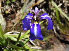 Herbertia pulchella