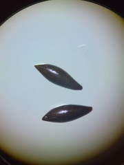 Najas flexilis