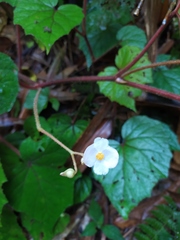 Begonia areolata