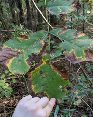 Caryomyia subulata
