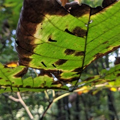 Caryomyia subulata