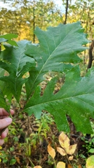 Andricus mamillaformis