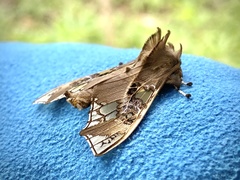 Parathyris cedonulli