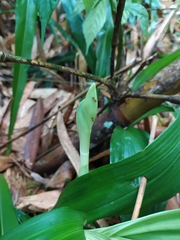 Calanthe speciosa