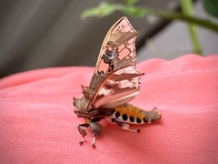 Parathyris cedonulli