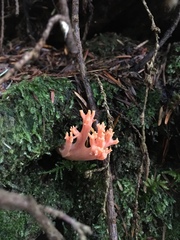 Ramaria araiospora