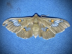 Siga pyronia